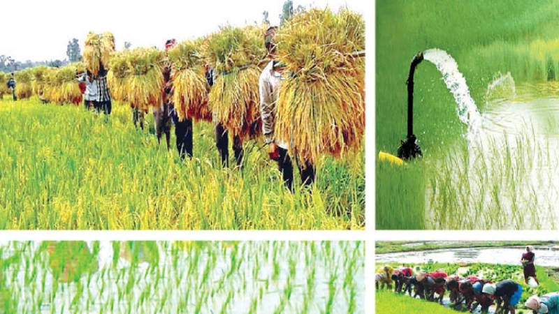 বান্যার-২