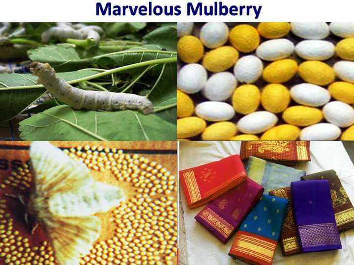 বিস্ময়কর তুঁত