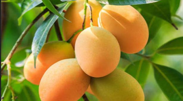 দেড় টাকায় ঢাকায় যাবে রাজশাহী অঞ্চলের আম.