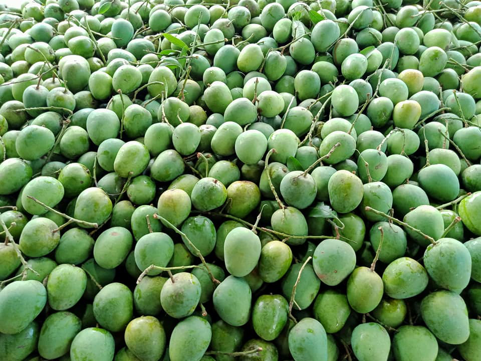 রাজশাহীর আম