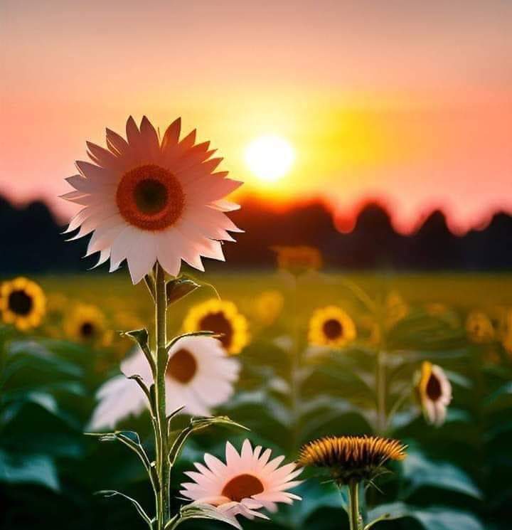 ব্যানার