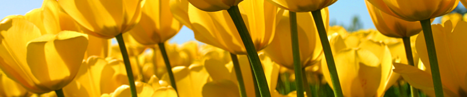 সফল উদ্যোক্তা