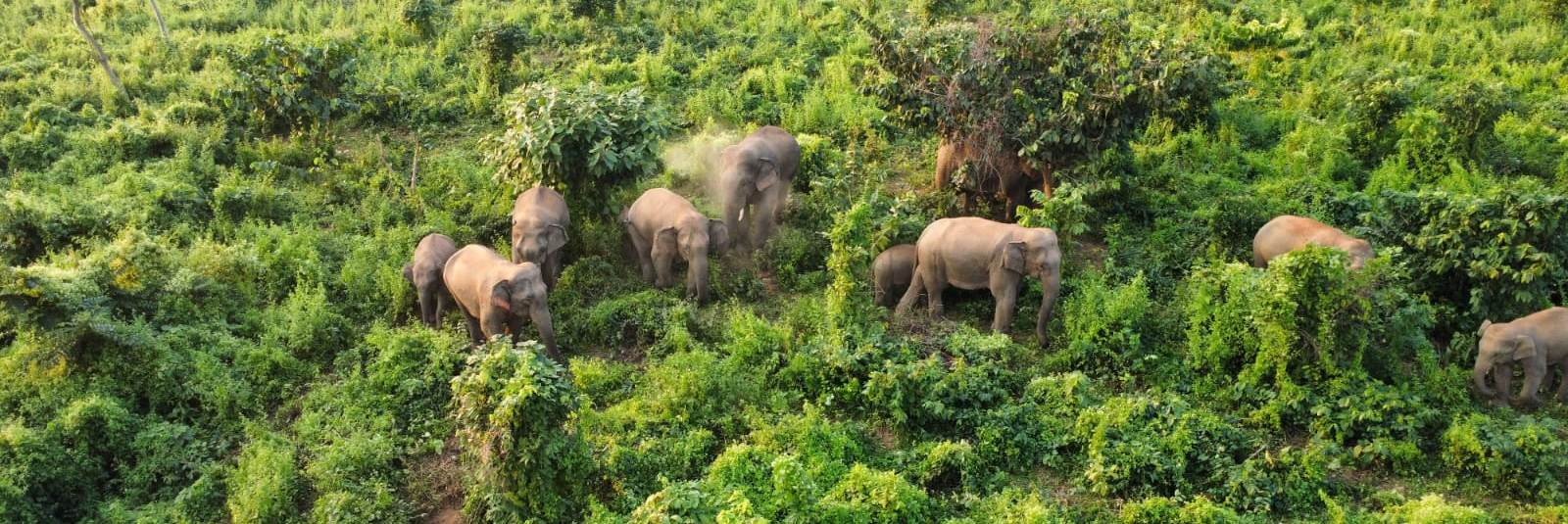 এসএফডিএফ