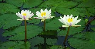 জাতীয় ফুল