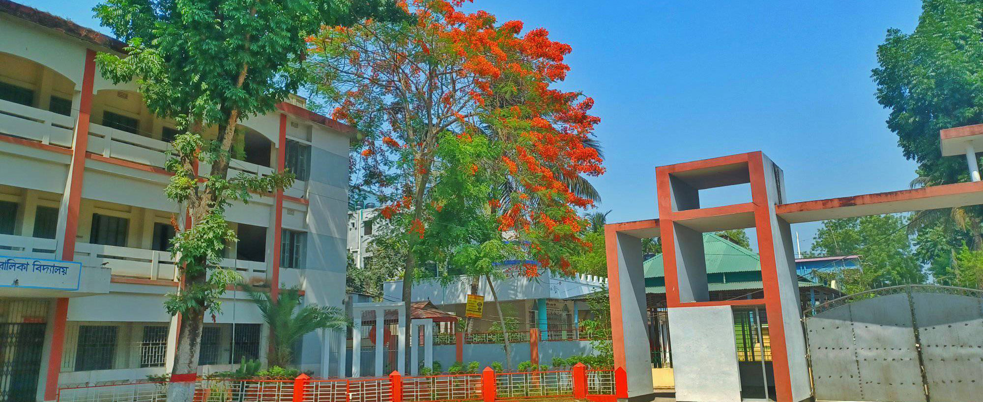 কৃষ্ণচূড়ার ফুলে সেজেছে কলেজ প্রাঙ্গণ।
