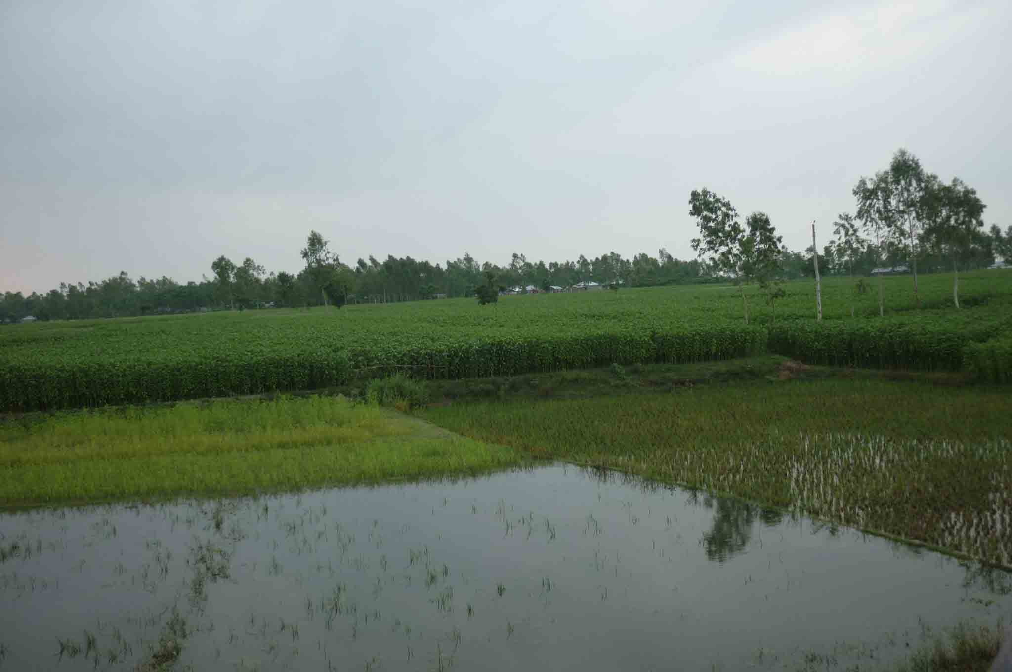 কৃষি ও প্রাণীসম্পদ