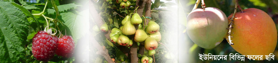 ইউনিয়নের বিভিন্ন ফলের ছবি।