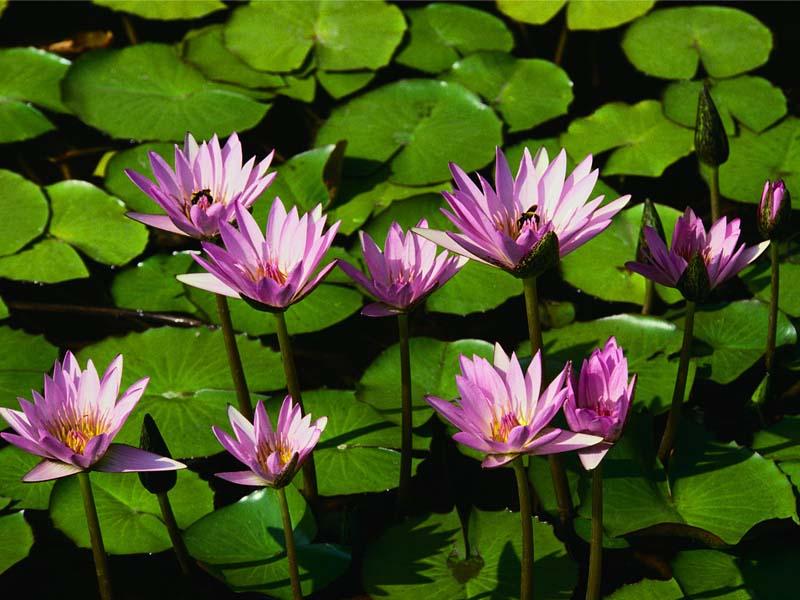 ফটোগ্যালারী