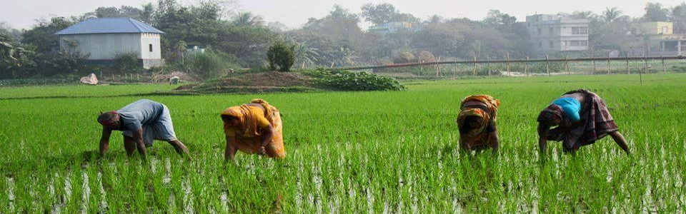 কৃষক
