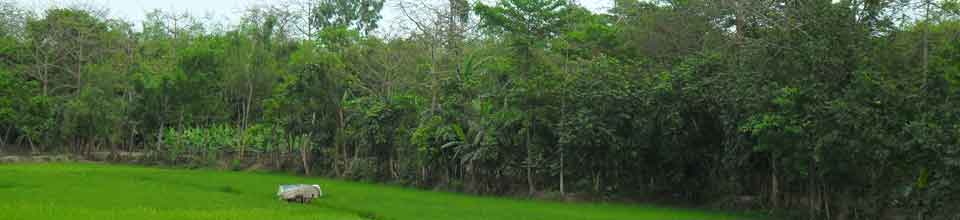 শালমারার প্রাকৃতিক দৃশ্য