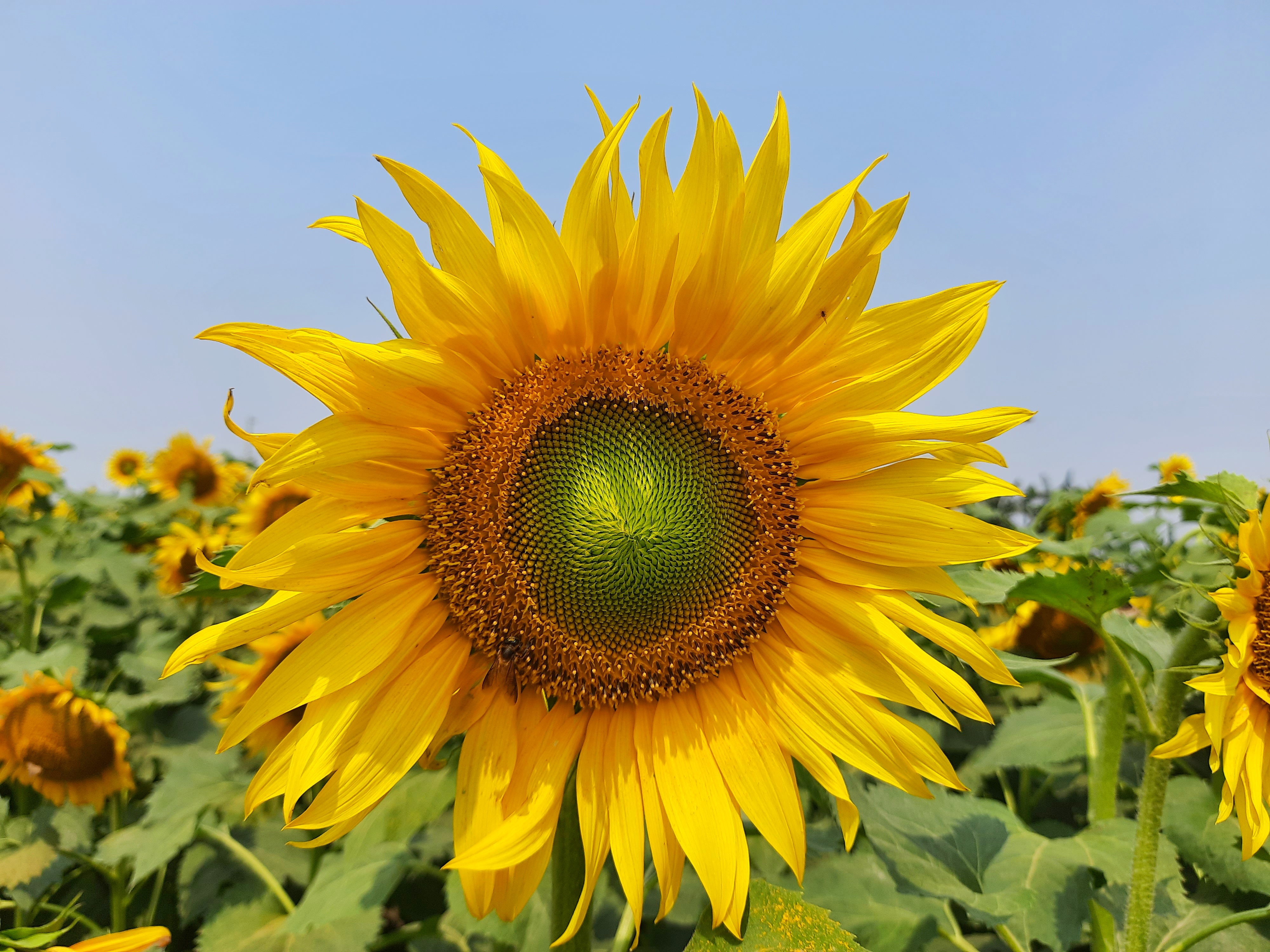 সাপধরী ইউপি