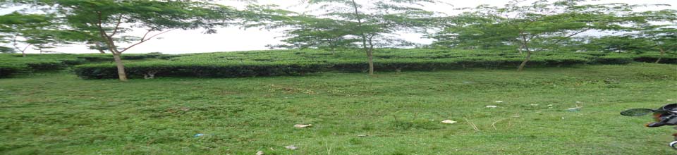 চাতলাপুর চা বাগান