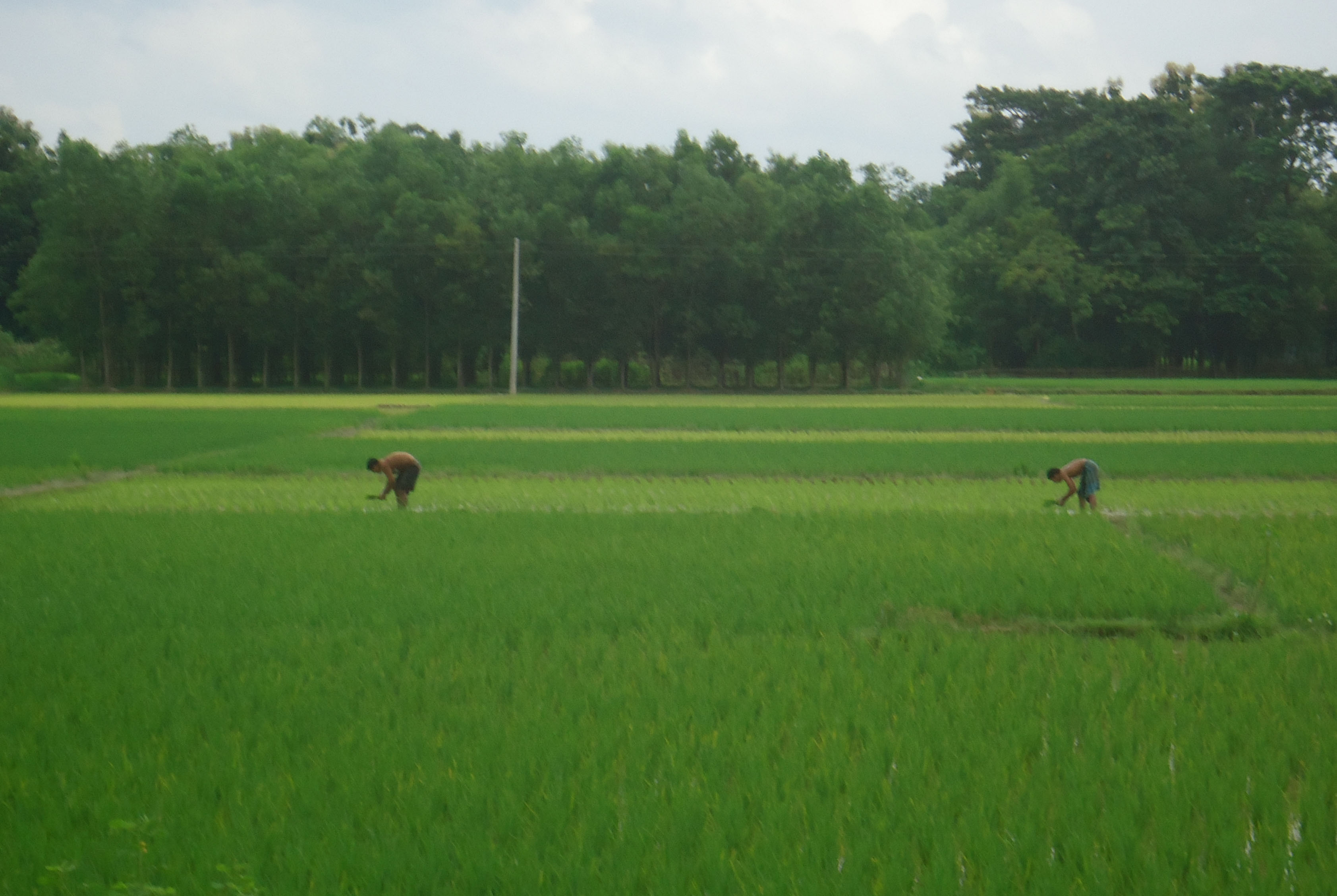 কৃষি ও প্রাণিসম্পদ