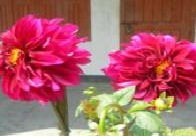 বিবিধ বিষয়ক