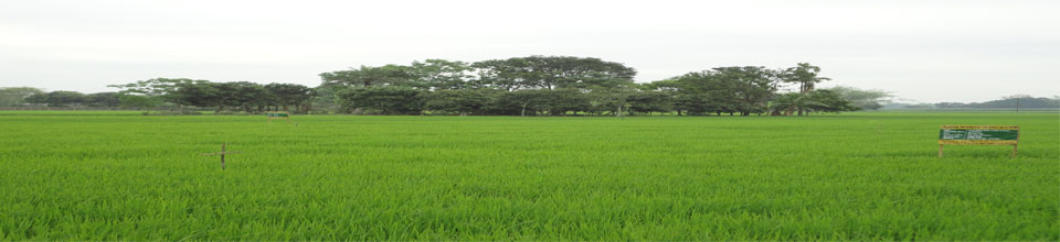 শেখপুরা