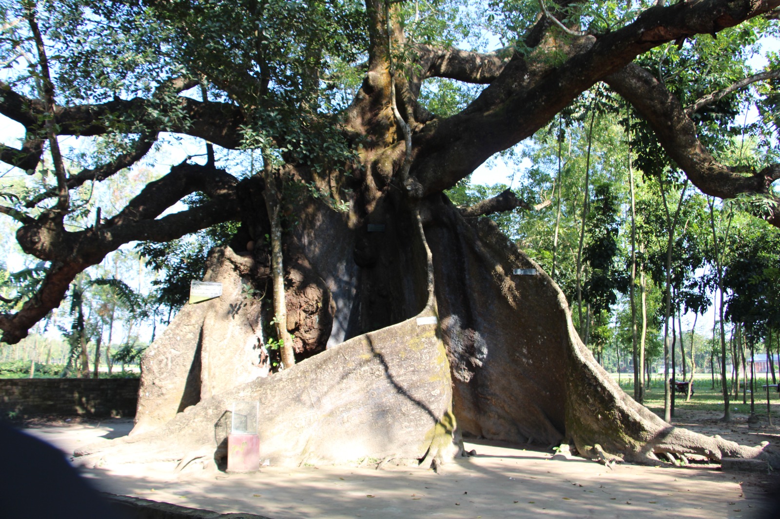 শতবর্ষী বটবৃক্ষ, নকলা, শেরপুর