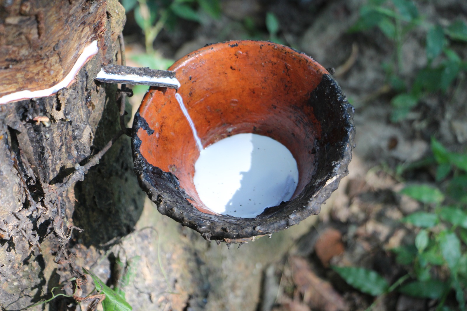 রাবার বাগান , শ্রীবরদী, শেরপুর