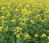 কৃষি ও প্রাণিসম্পদ