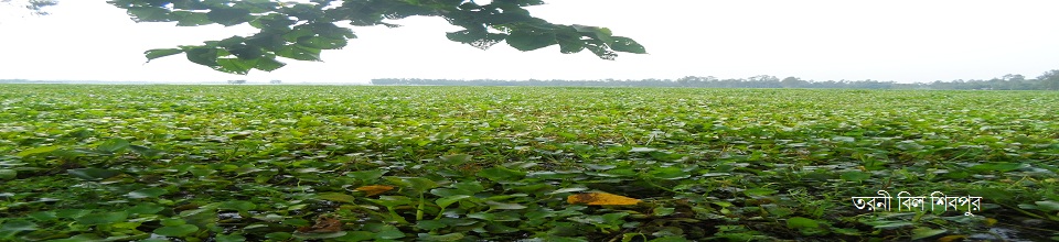 তরনী বিল
