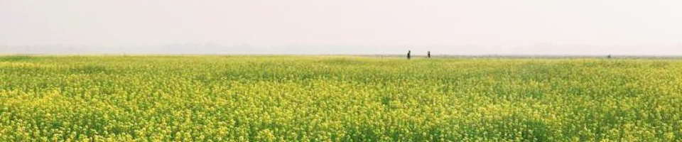 নরলি বিল