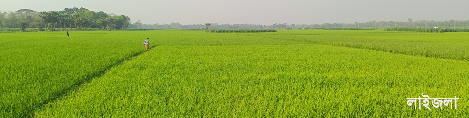 লাইজলা