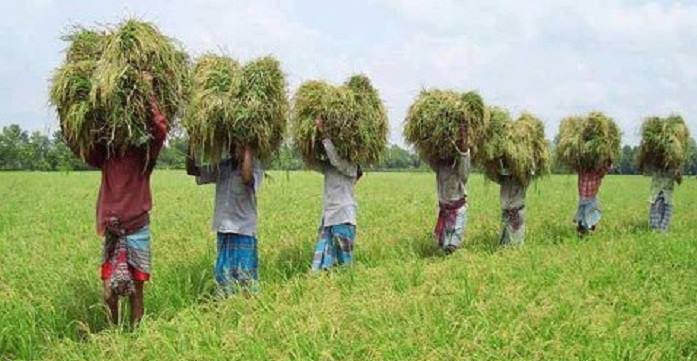 শস্য চিত্র