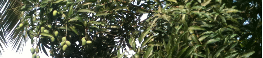 আম বাগান