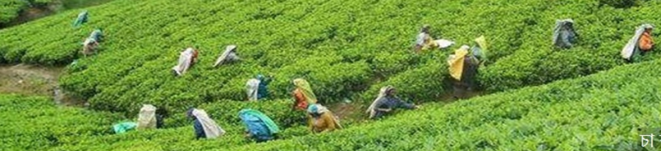 চা বাগান