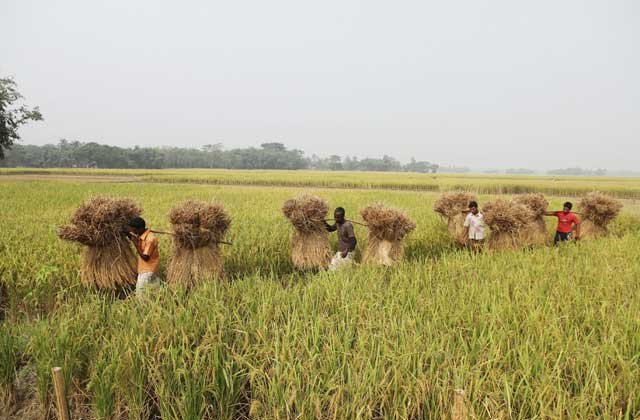 কৃষি ও প্রাণিসম্পদ