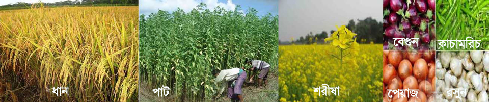 ১১ নং শ্যামপুর ইউনিয়ন পরিষদ এর আবাধি জমিতে ধান,পাট,বেগুন,রসুন,কাচামরিচ ইত্যাদি সহ মোটামুটি সব ধরনের ফসল জন্মে