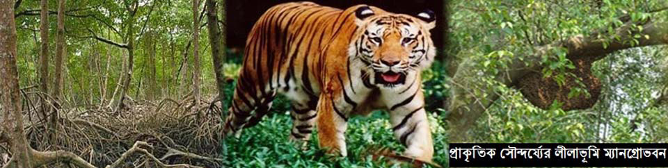 সুন্দরবন