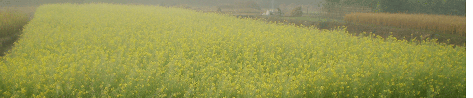 সিধুলী গ্রাম