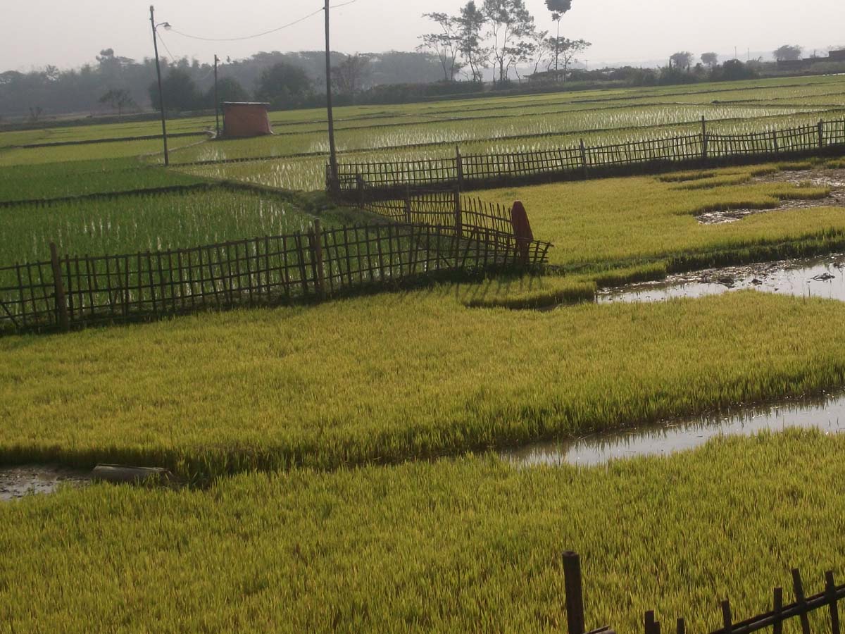 কৃষি ও প্রাণিসম্পদ