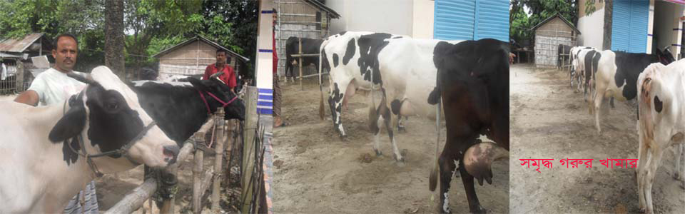 গরুর খামার