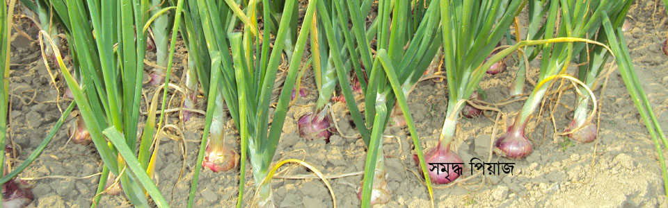 পেয়ারা বাগান