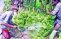 কৃষি ও প্রাণিসম্পদ সেবা