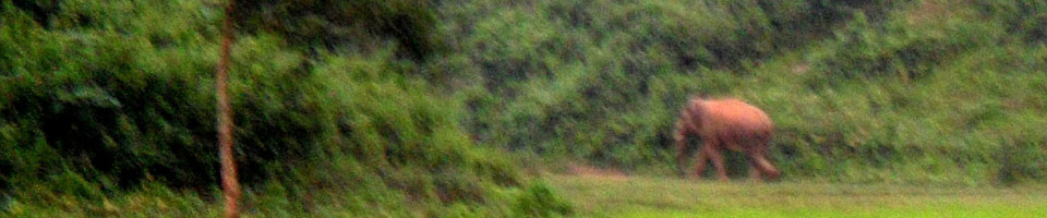 বন্য হাতি