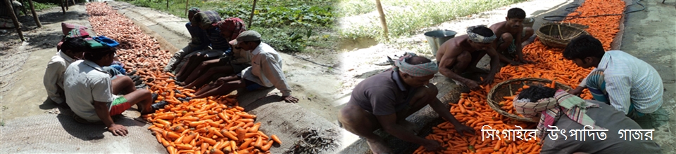সিঙ্গাইরে উৎপাদিত গাঁজর