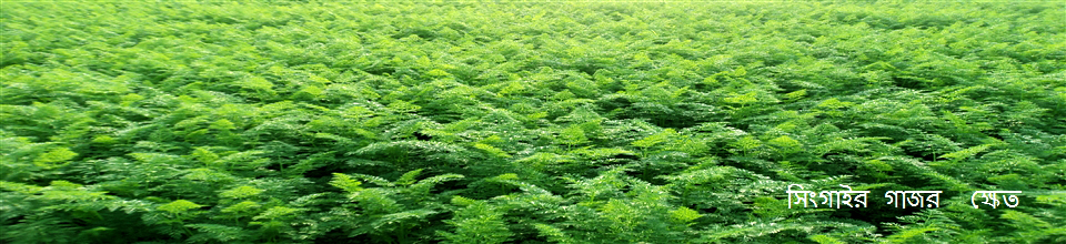 সিঙ্গাইর গাঁজর ক্ষেত