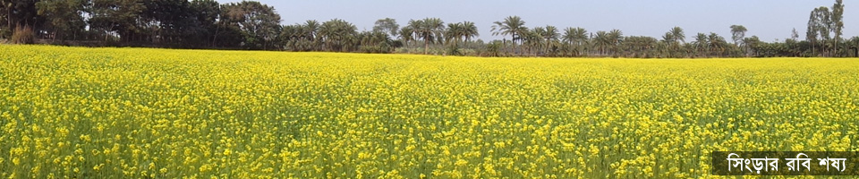 সিংড়ার রবি শষ্য