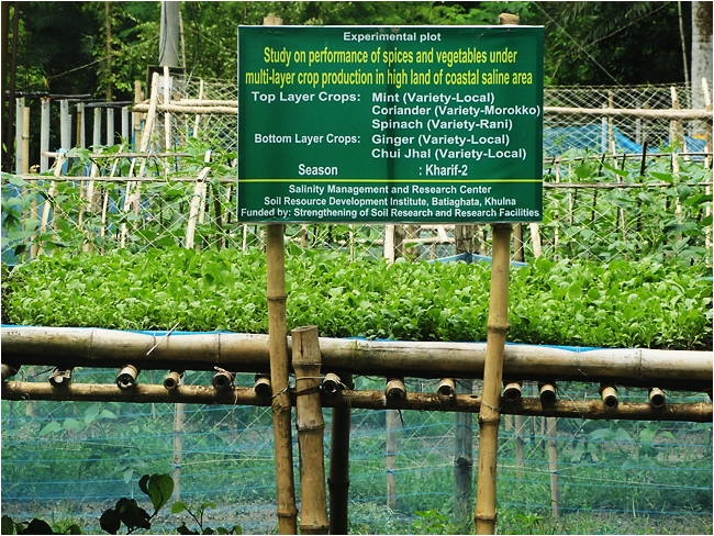 মাল্টিলেয়ার ফসল উৎপাদন