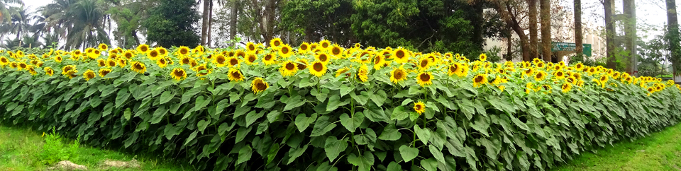 সূর্যমুখী