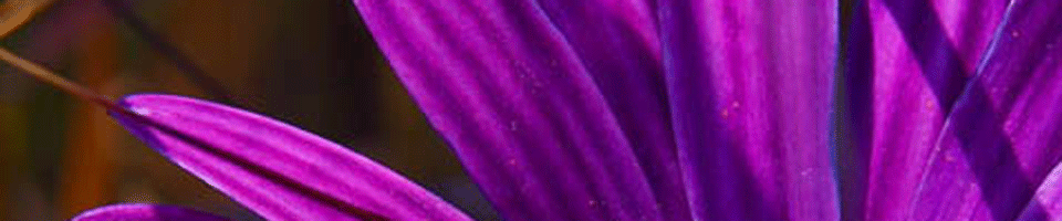 সাচিয়াদাহ ইউনিয়ন