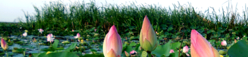 ব্যানার