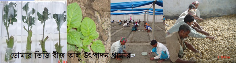 ডোমার ভিত্তি বীজ আলু উৎপাদন খামার