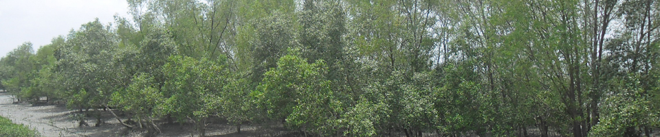 সুন্দর বনের ব্যানার