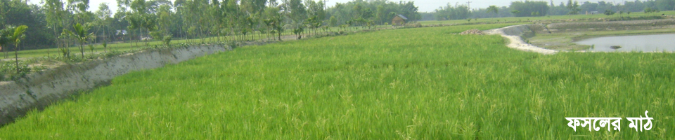 ফসলের মাঠ