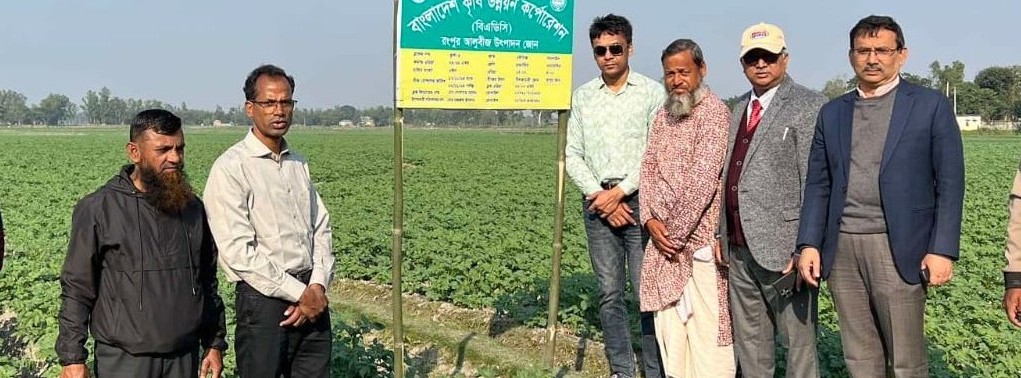 আলুর ক্ষেত