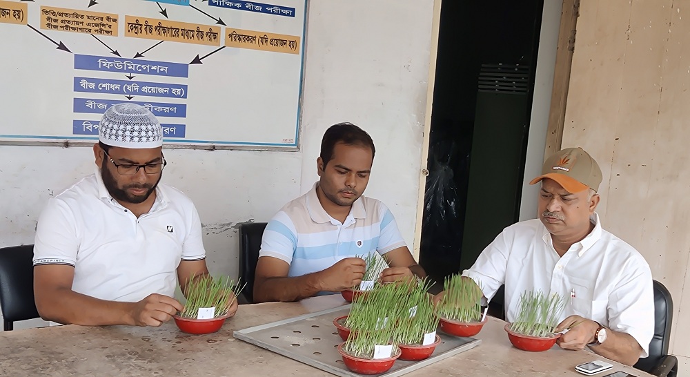 ধান বীজ