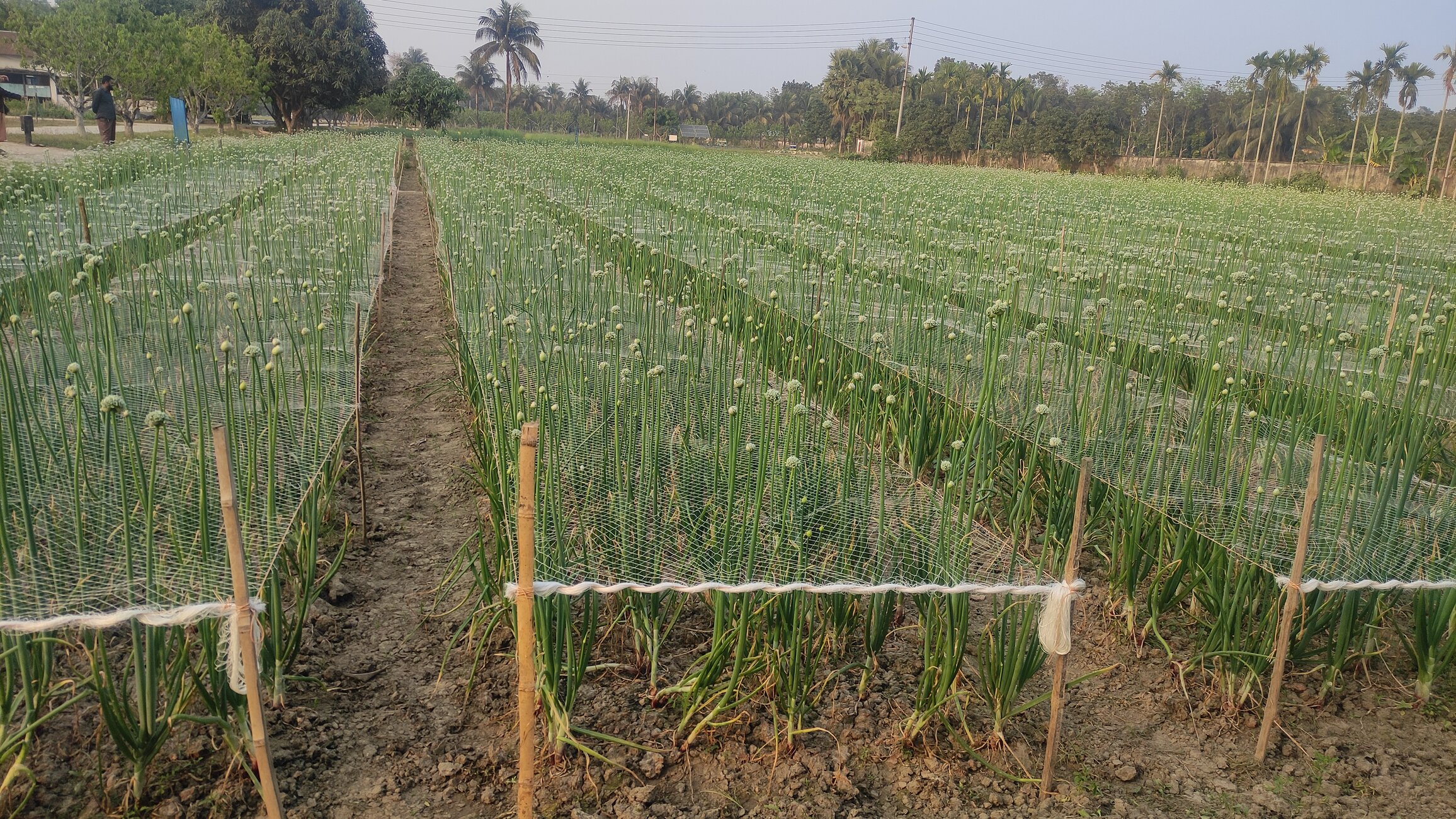 পেয়াজের বীজ উৎপাদন